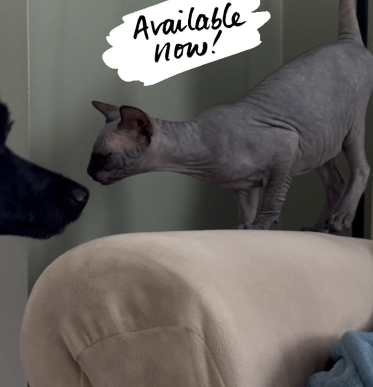 Target Black Long Leg Sphynx Girl photo 3