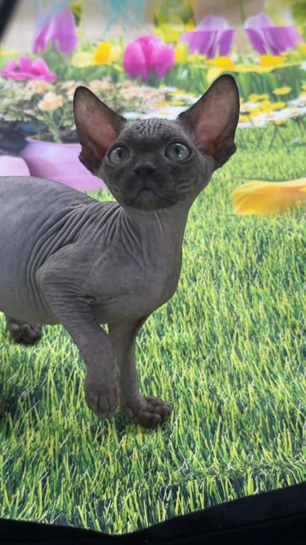 Target Black Long Leg Sphynx Girl photo 5