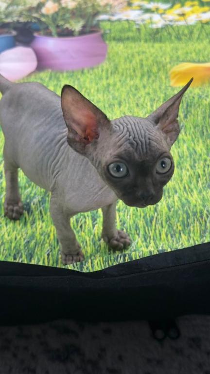 Target Black Long Leg Sphynx Girl photo 4