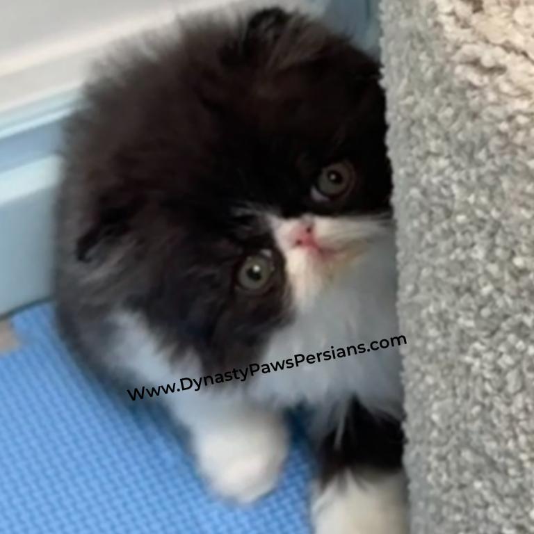Mochi photo 3