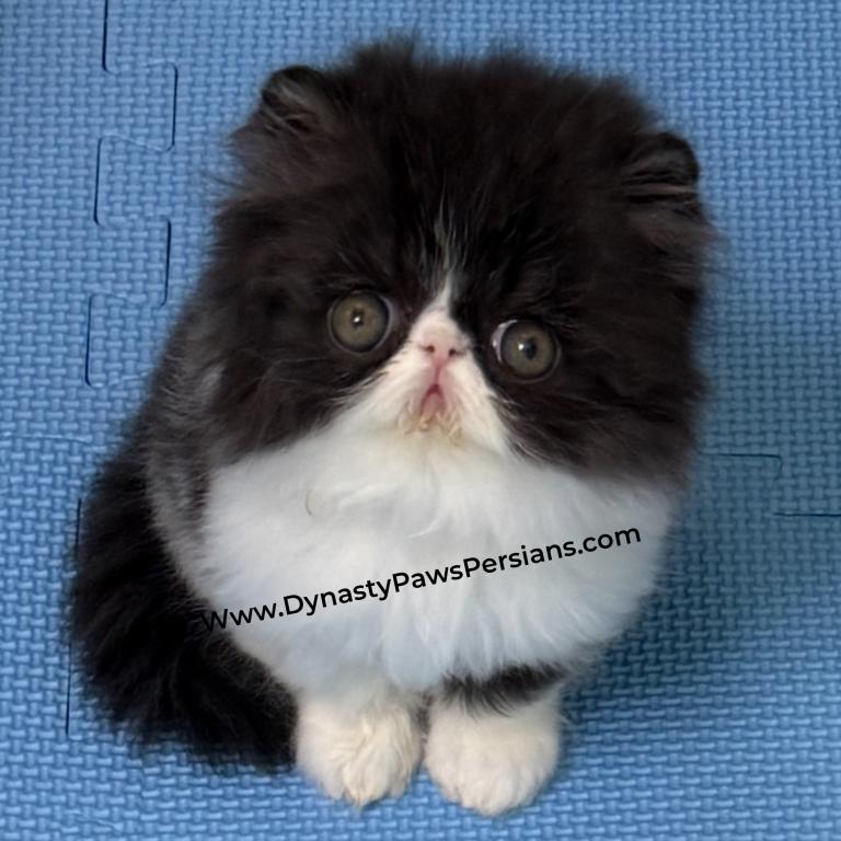 Mochi photo 2