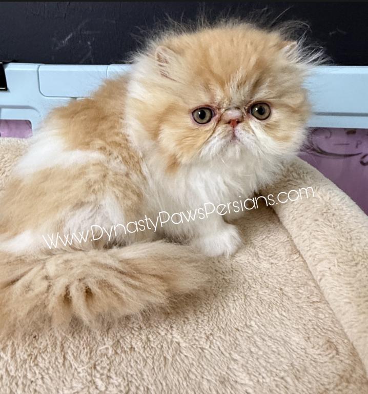 Tiger King Male Persian photo 4
