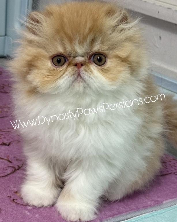 Tiger King Male Persian photo 3