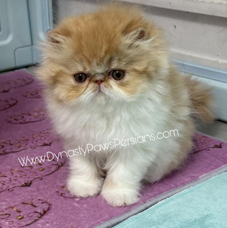 Tiger King Male Persian photo 2