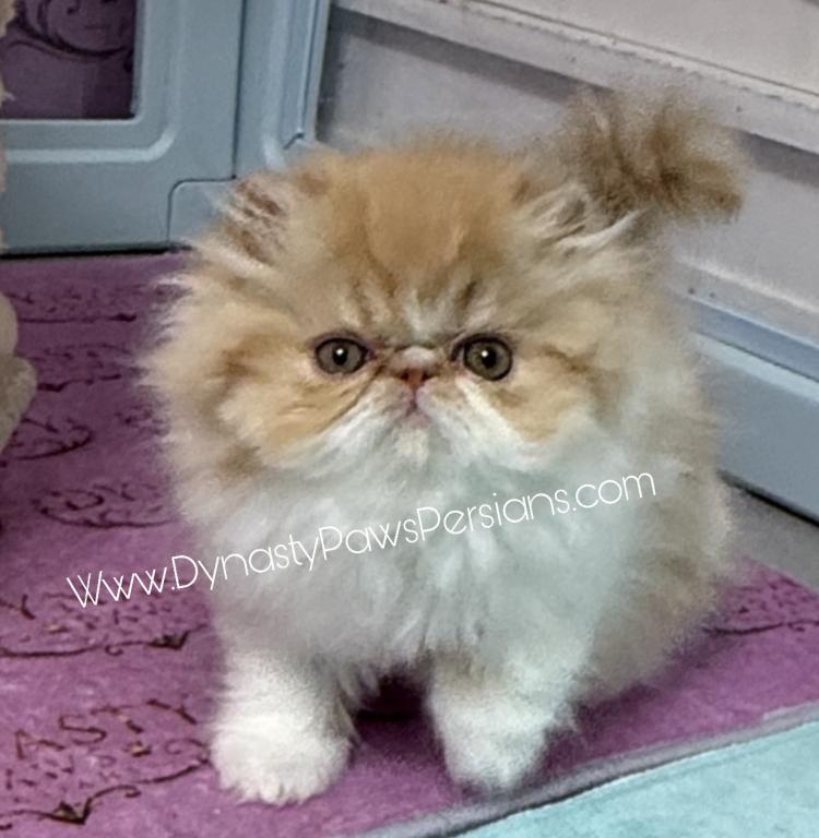 Tiger King Male Persian photo 1
