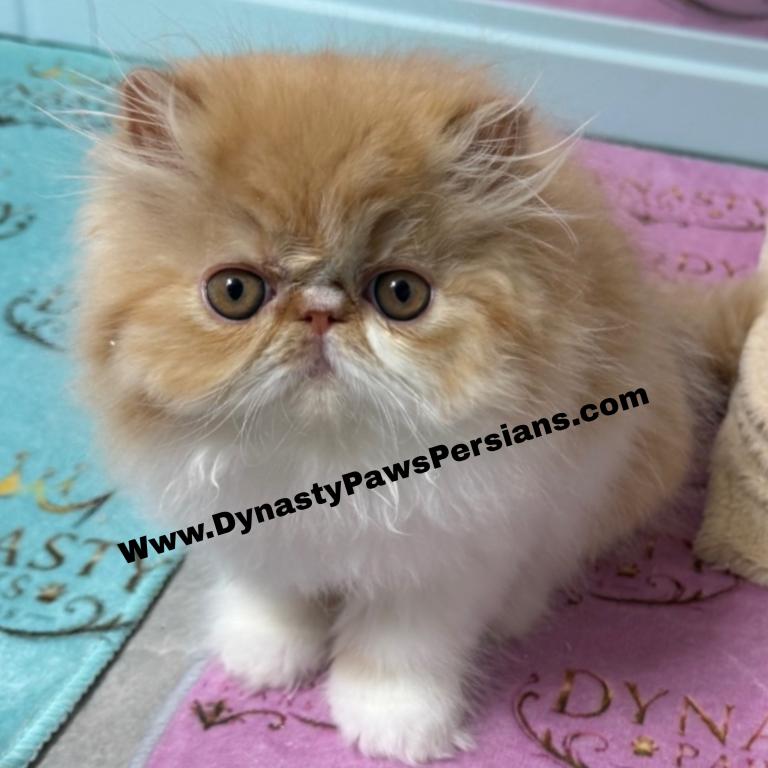 Tiger King Persian Boy photo 1