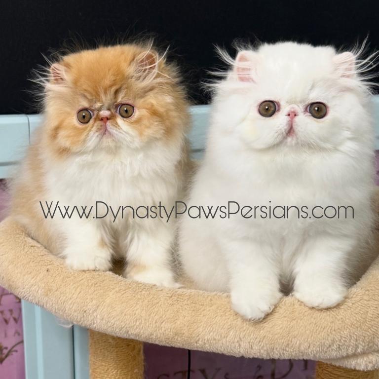 Tiger King Persian Boy photo 3
