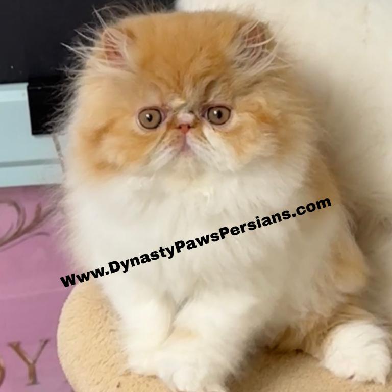 Tiger King Persian Boy photo 2