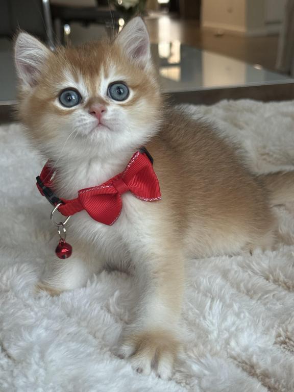 Loki photo 4