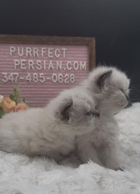 Boba's Litter photo 4