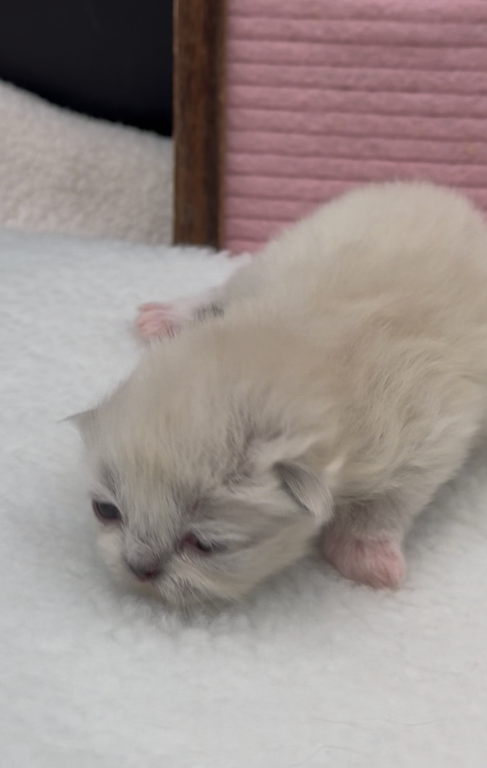 Boba's Litter photo 20