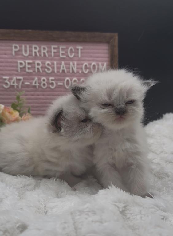 Boba's Litter photo 2