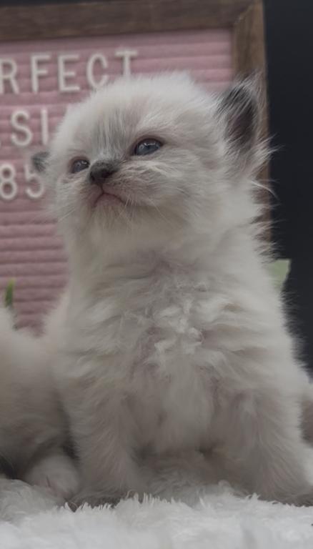 Boba's Litter photo 5