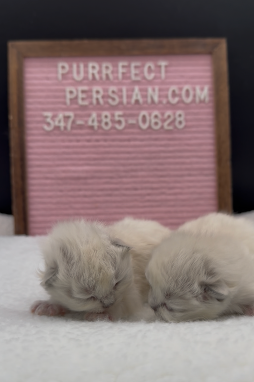 Boba's Litter photo 18