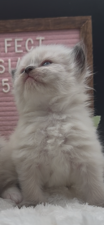 Boba's Litter photo 14