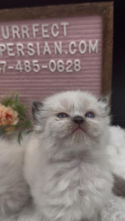 Boba's Litter photo 10