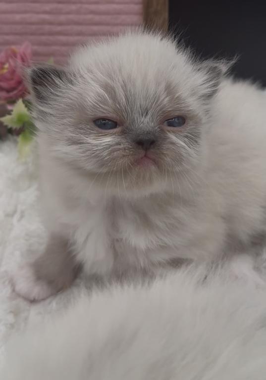 Boba's Litter photo 12