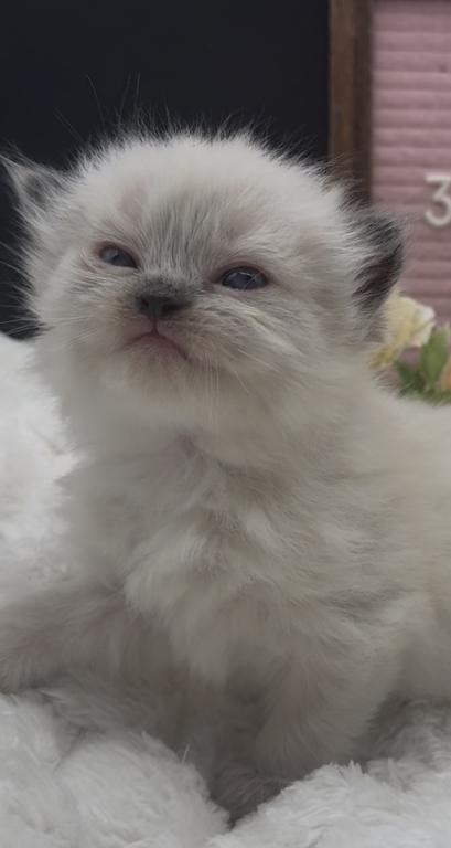 Boba's Litter photo 13