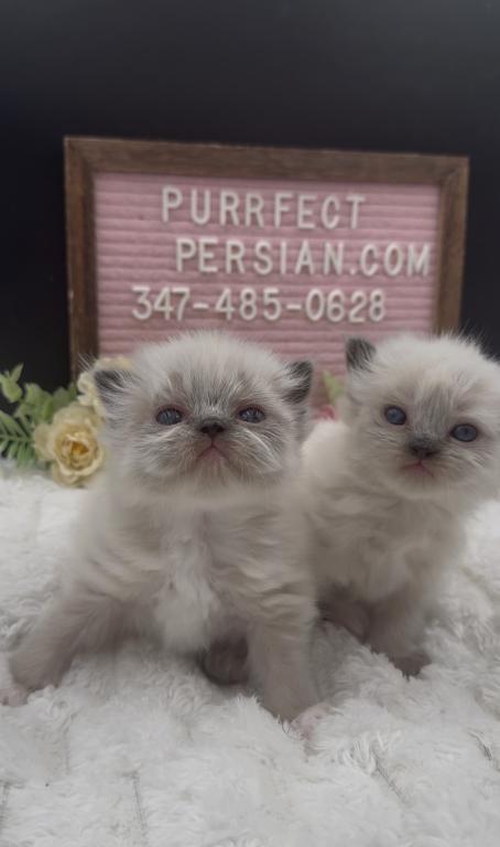 Boba's Litter