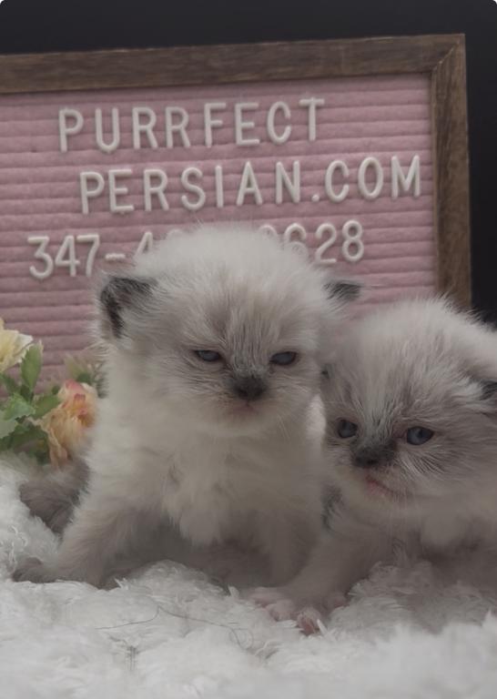 Boba's Litter photo 6