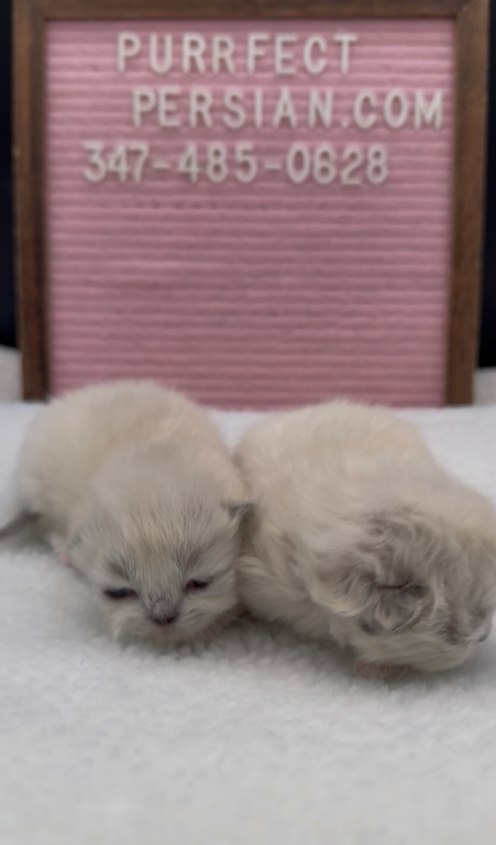 Boba's Litter photo 19