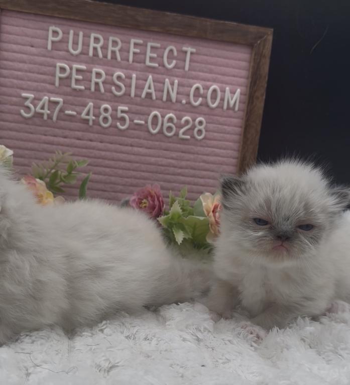 Boba's Litter photo 8