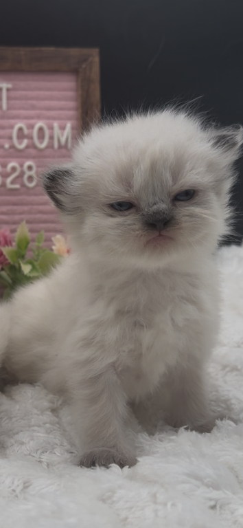Boba's Litter photo 3