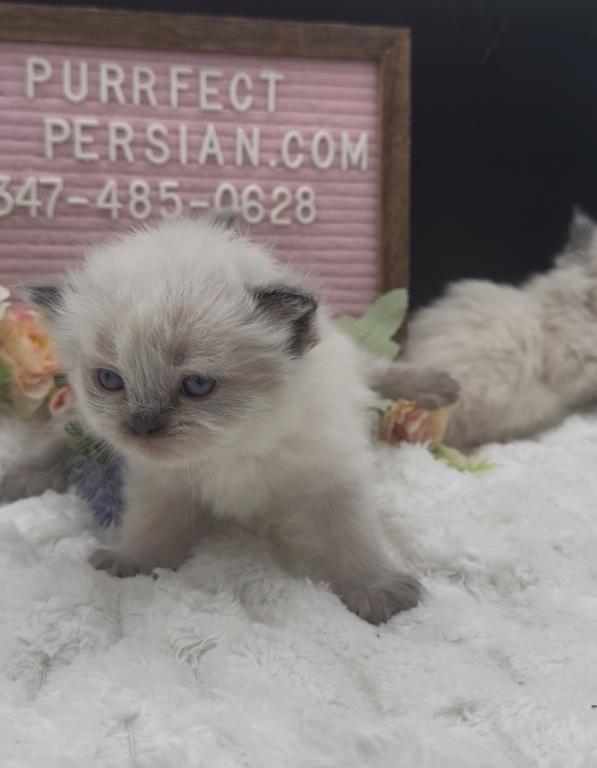 Boba's Litter photo 11