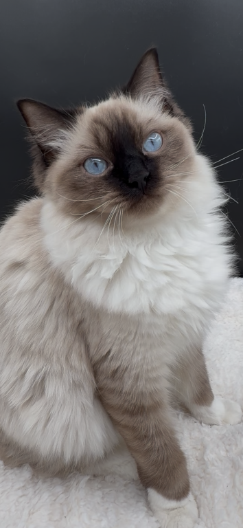 Boba's Litter photo 17