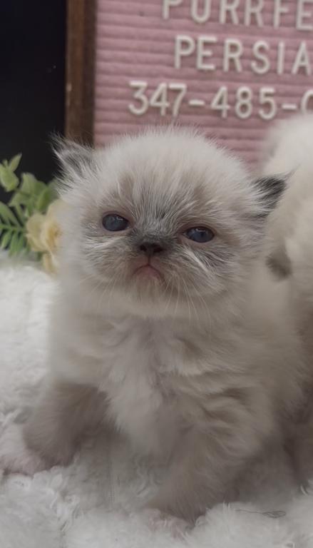 Boba's Litter photo 15