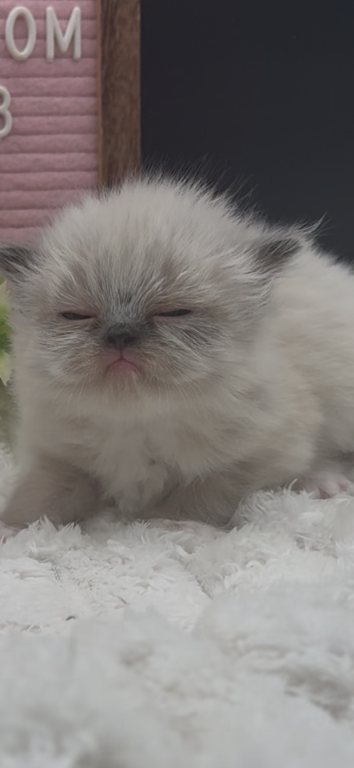 Boba's Litter photo 7