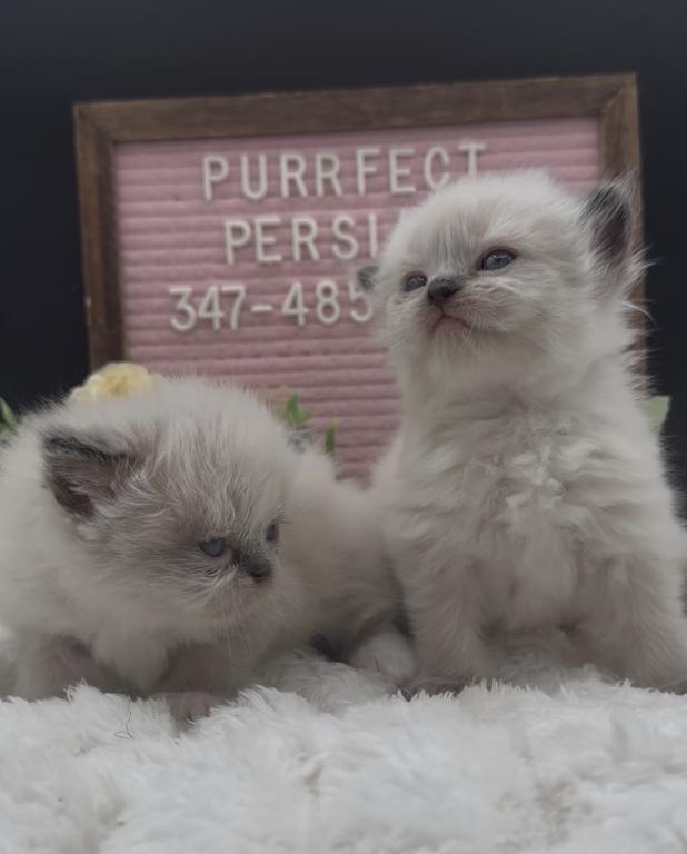 Boba's Litter photo 9