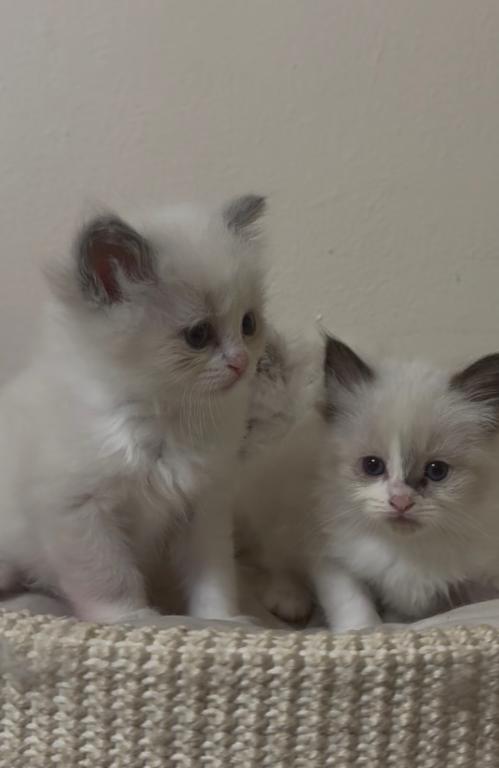 Sylvie's Litter photo 15