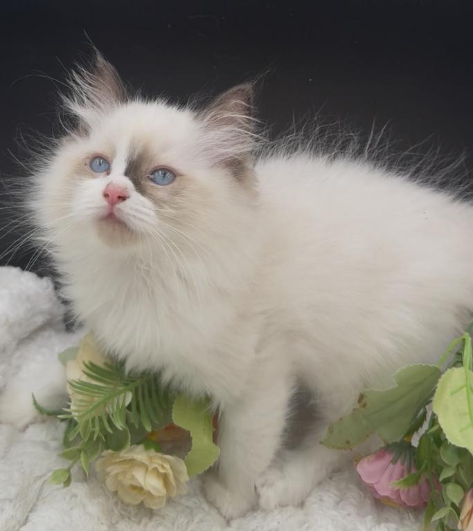 Sylvie's Litter photo 11