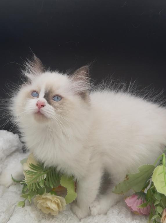 Sylvie's Litter photo 9