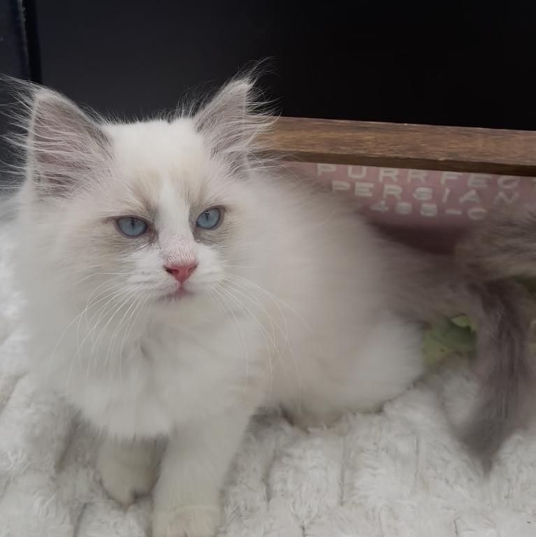 Sylvie's Litter photo 5