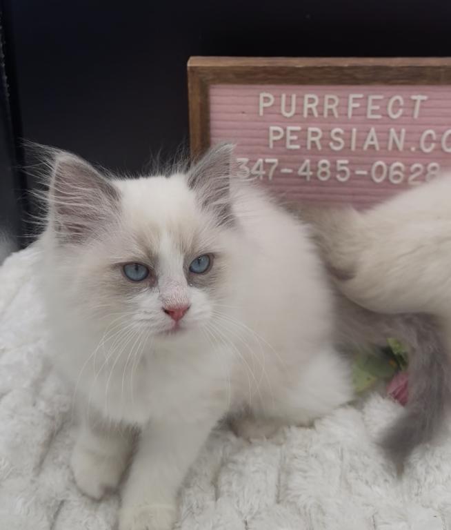 Sylvie's Litter photo 7