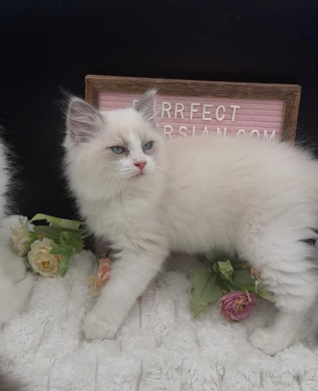 Sylvie's Litter photo 6