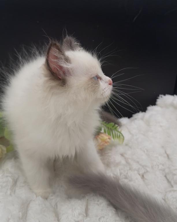 Sylvie's Litter photo 12