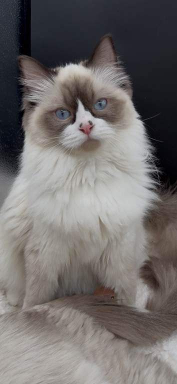 Sylvie's Litter photo 13