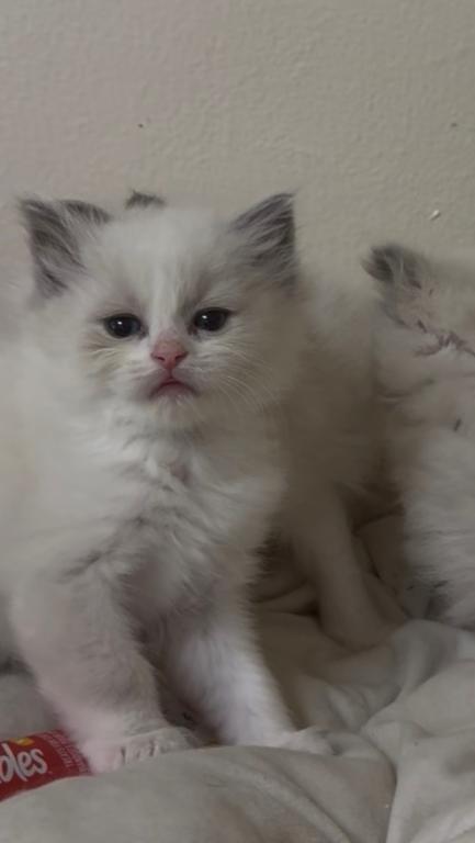 Sylvie's Litter photo 17