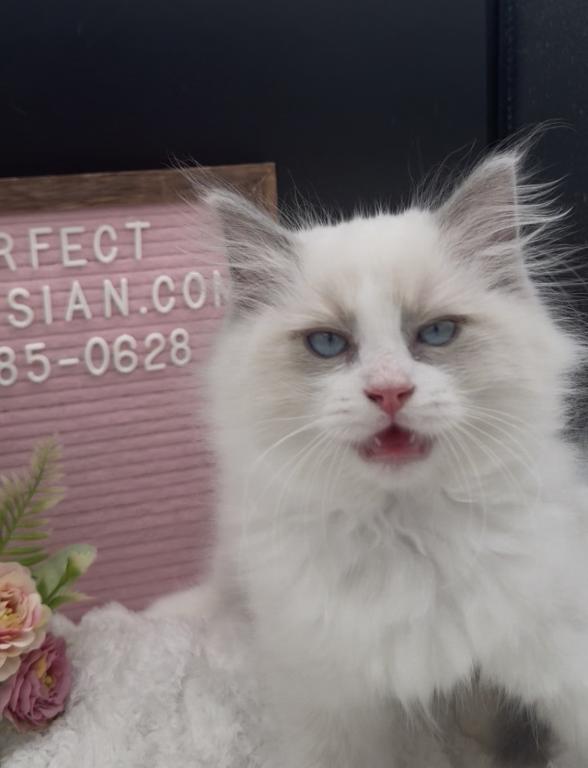 Sylvie's Litter photo 3
