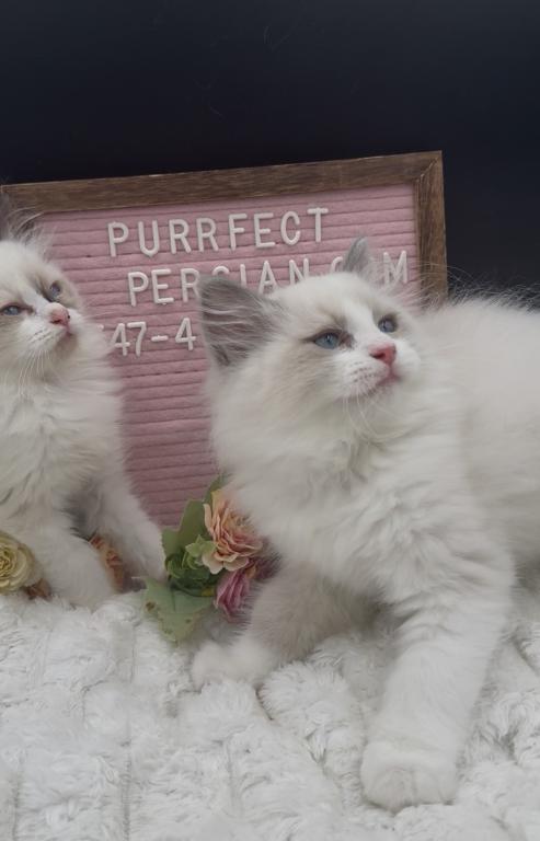 Sylvie's Litter photo 2