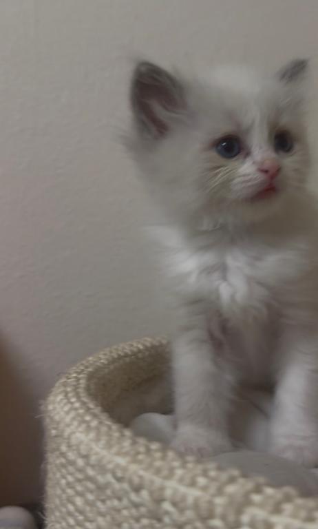 Sylvie's Litter photo 14