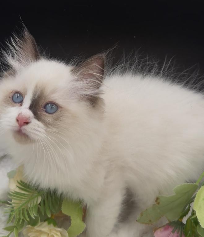 Sylvie's Litter photo 8