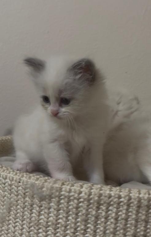 Sylvie's Litter photo 16