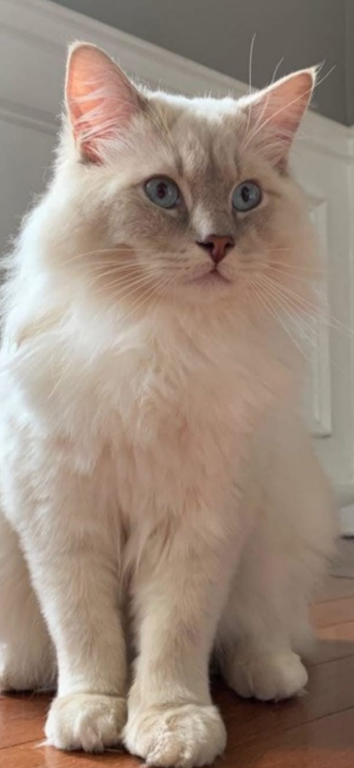 Sylvie's Litter photo 10
