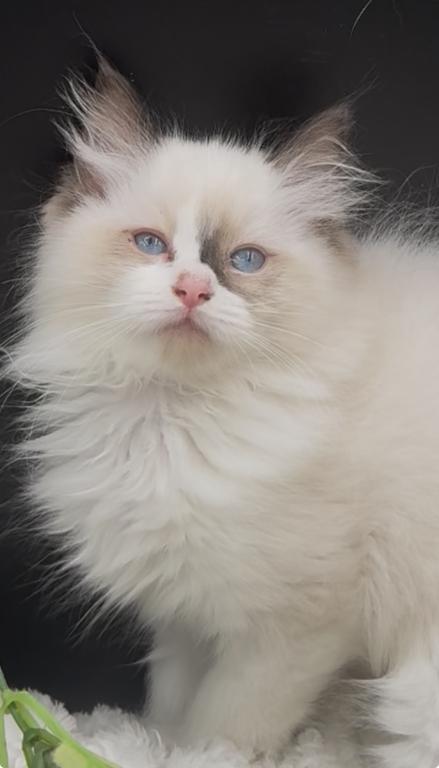 Sylvie's Litter