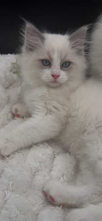 Sylvie's Litter photo 4