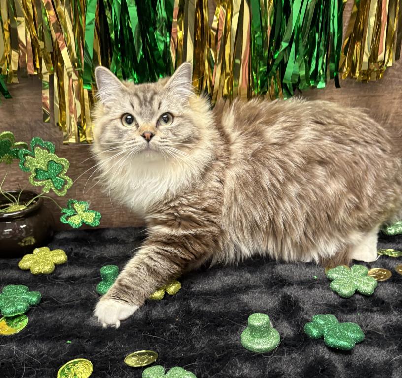 Beautiful Ragdoll Kittens photo 12